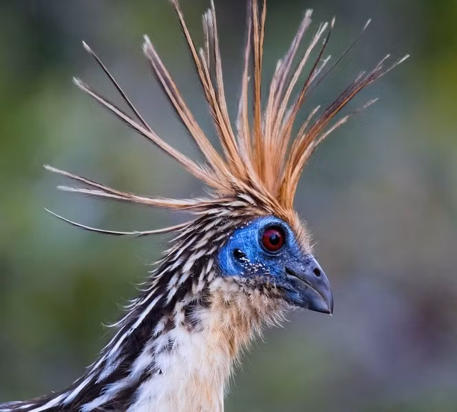 Khi những kẻ săn mồi như diều hâu đen lớn tấn công khu vực làm tổ, những con gà móng trưởng thành sẽ bay ồn ào xung quanh để đánh lạc hướng kẻ săn mồi, trong khi con non rời khỏi tổ và ẩn mình trong những bụi cây.