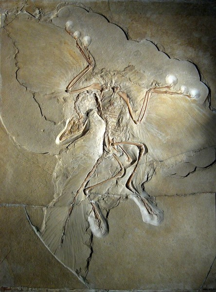 Những chiếc móng trên cánh của gà móng non có sự tương đồng đáng kể với Archaeopteryx, loài chim cổ xưa chỉ còn được biết đến qua các hóa thạch.