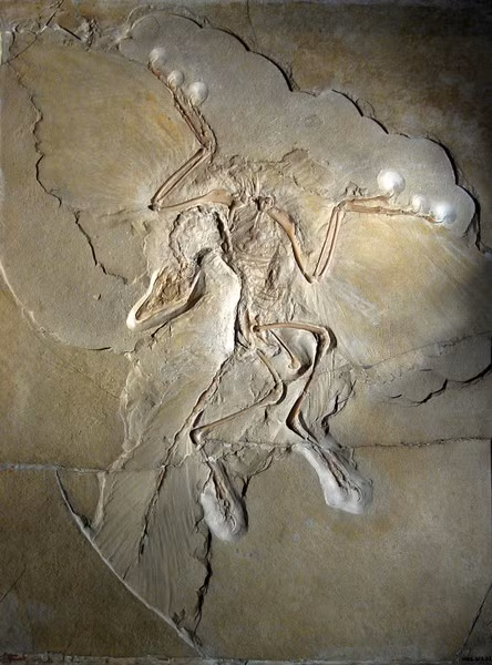 Những chiếc móng trên cánh của gà móng non có sự tương đồng đáng kể với Archaeopteryx, loài chim cổ xưa chỉ còn được biết đến qua các hóa thạch.