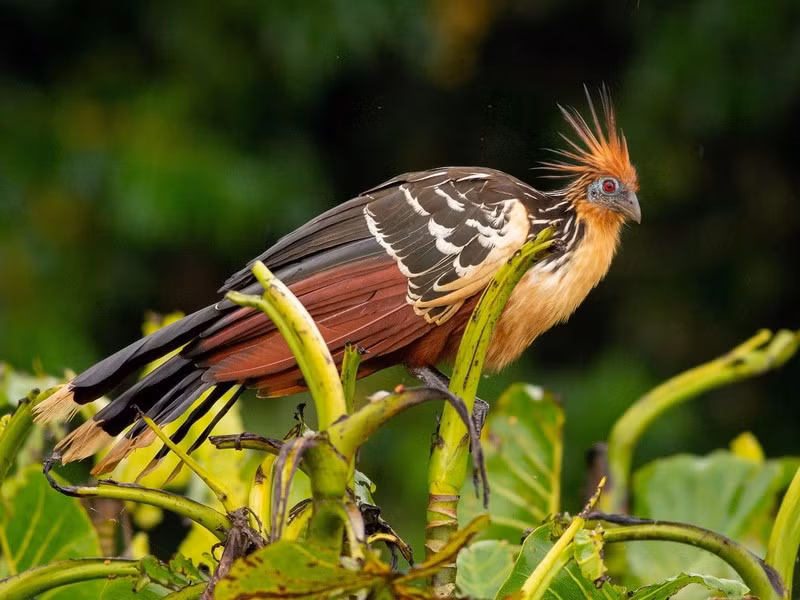 Doc di loai ga duy nhat co mong vuot o canh va bay nhu chim