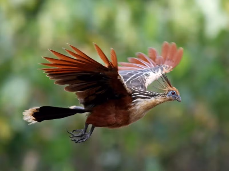 Năm 2015, một nghiên cứu di truyền học chỉ ra rằng gà móng là thành viên cuối cùng còn sót lại của dòng chim cổ xưa phân nhánh theo hướng riêng cách đây 64 triệu năm, ngay sau sự kiện tuyệt chủng hàng loạt của khủng long.