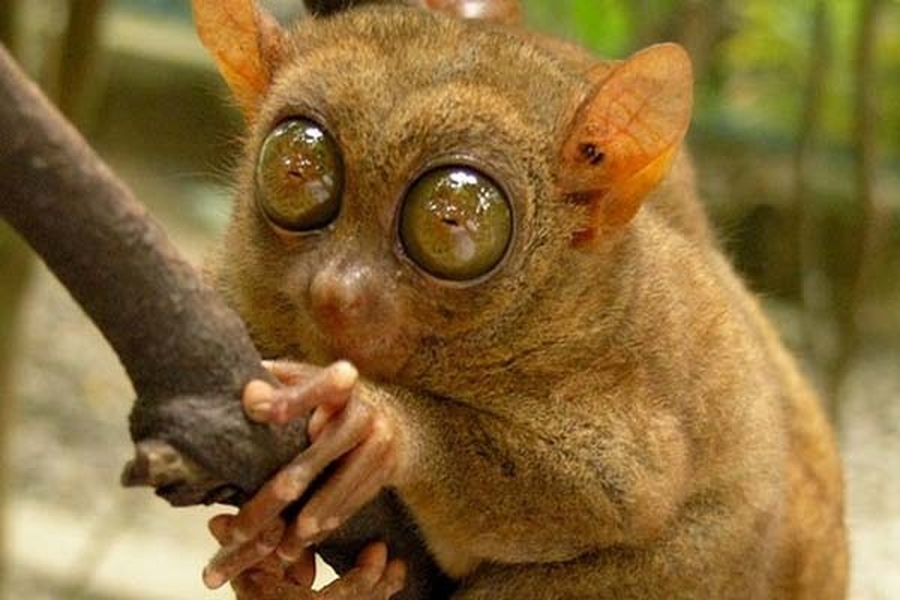 Theo tạp chí Live Science (Mỹ), đôi tai của loài khỉ này có thể bắt được tần số sóng siêu âm tới 91 KHz và có thể phát ra âm thanh đạt tần số khoảng 70 KHz. Trong khi đó, con người không thể nghe được âm thanh vượt quá 20 KHz.