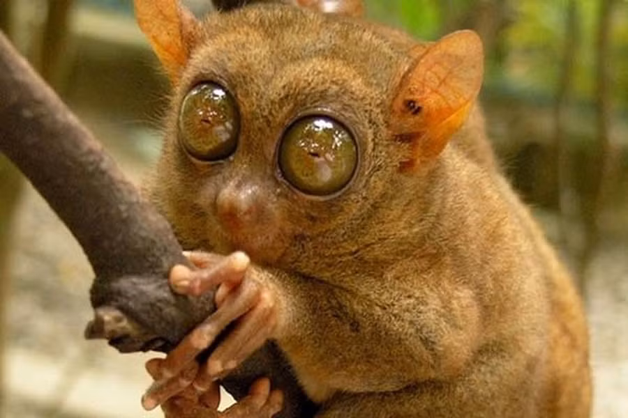 Theo tạp chí Live Science (Mỹ), đôi tai của loài khỉ này có thể bắt được tần số sóng siêu âm tới 91 KHz và có thể phát ra âm thanh đạt tần số khoảng 70 KHz. Trong khi đó, con người không thể nghe được âm thanh vượt quá 20 KHz.