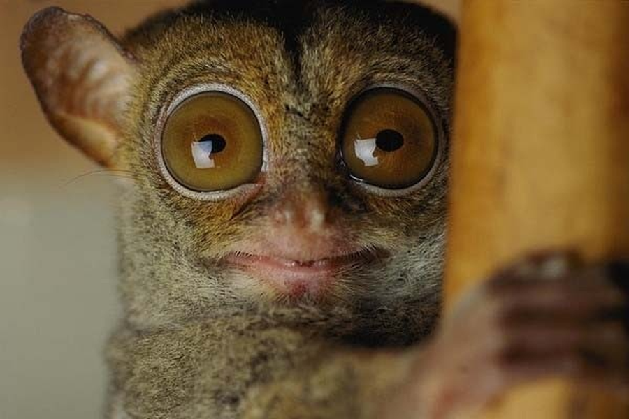 Khỉ lùn Tarsier được nhận xét giống dơi lai cú mèo nhờ đôi tai nhỏ và vểnh. Đôi tai của chúng vô cùng nhạy bén, hỗ trợ loài động vật này săn mồi một cách hiệu quả.