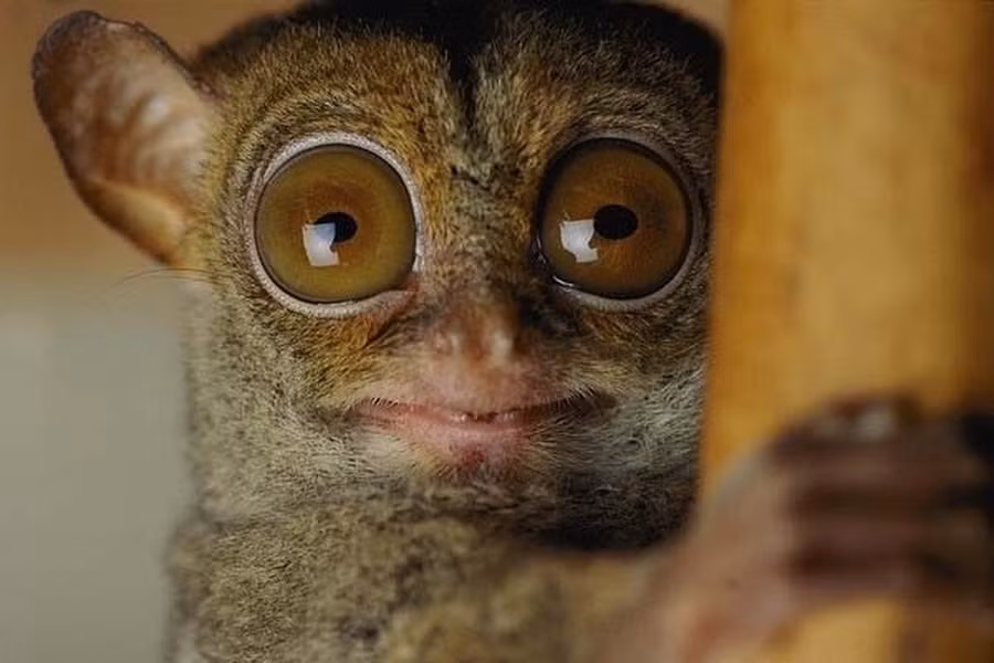 Khỉ lùn Tarsier được nhận xét giống dơi lai cú mèo nhờ đôi tai nhỏ và vểnh. Đôi tai của chúng vô cùng nhạy bén, hỗ trợ loài động vật này săn mồi một cách hiệu quả.