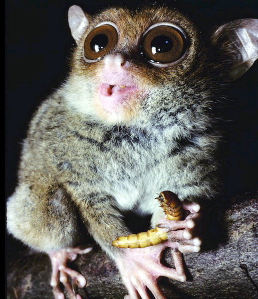 Khi trời tối, đôi tai của khỉ lùn sẽ nghe ngóng động tĩnh của dế, mối, bọ cánh cứng, chim và ếch. Sau đó, toàn bộ đầu nó sẽ chuyển động theo, hướng cặp mắt lồi về phía bữa ăn thịnh soạn.