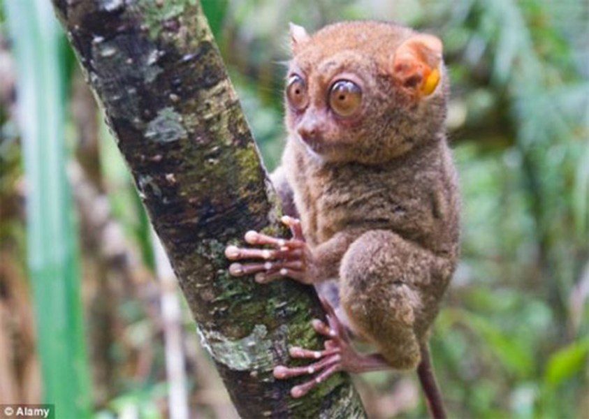 Khỉ lùn Tarsier là loài linh trưởng nhỏ và quý hiếm nhất trên thế giới. Chúng từng bị xem đã tuyệt chủng năm 1921, nhưng đã xuất hiện trở lại vào năm 2008, ở một số quốc gia Đông Nam Á, trong đó có Việt Nam.