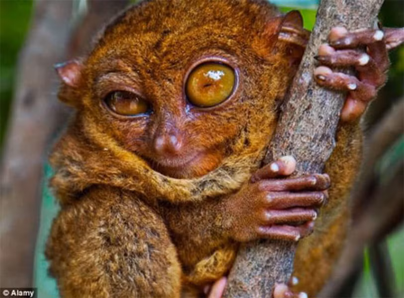 Ngoài đôi mắt to, khỉ lùn Tarsier còn có một đôi tai to không kém. Đôi tai này hỗ trợ đắc lực cho chúng khi nghe ngóng động tĩnh của con mồi như côn trùng, chim, rắn hay thằn lằn.