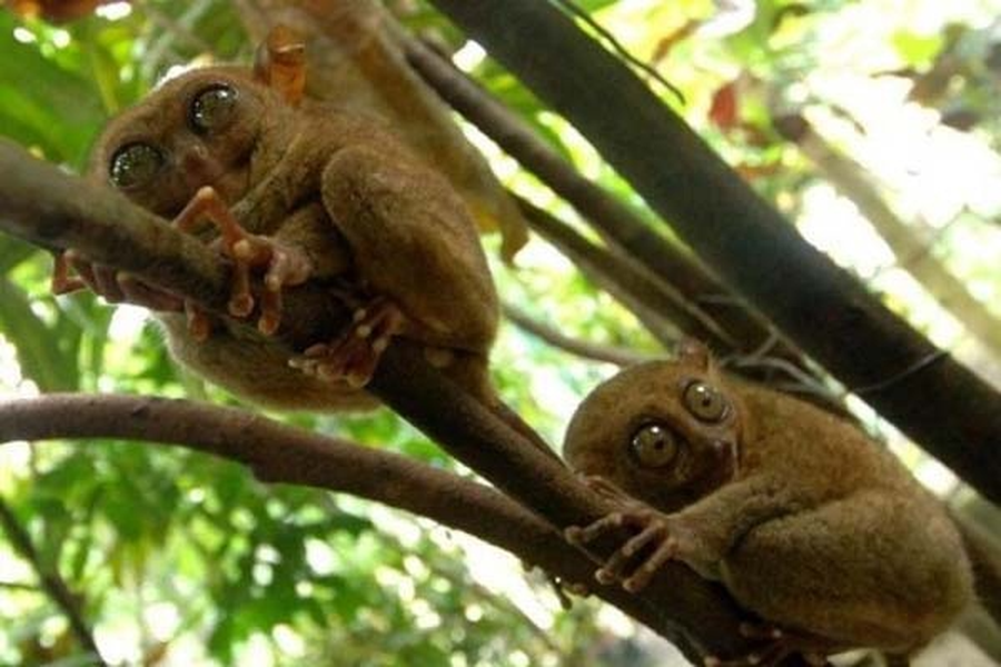 Bộ lông của chúng nhìn tưởng mỏng nhưng rất dày, giúp khỉ Tarsier có thể chống chọi với mùa đông khắc nghiệt.