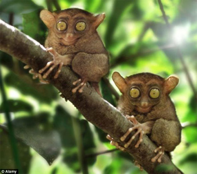 Chúng chỉ cao khoảng 85- 160mm, nhỏ bằng nắm tay, nặng chưa đến 1kg và sở hữu đôi mắt to chiếm phân nửa khuôn mặt.