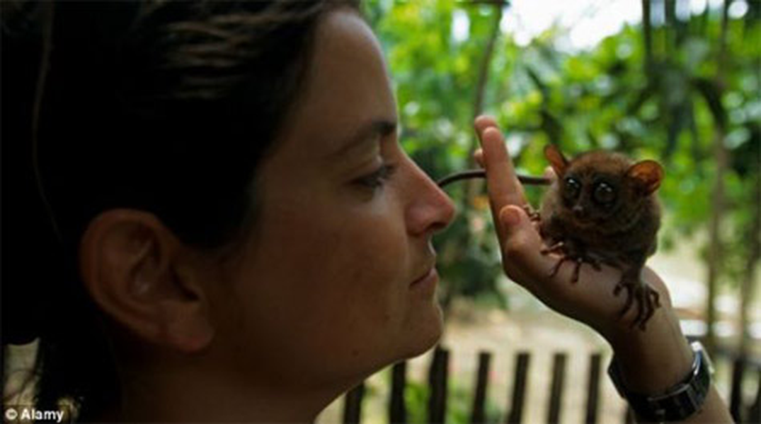Loại khỉ này thích ăn thịt côn trùng sống và không thích bị tay người ta chạm vào. Chúng được nhận xét khó sống sót nếu bị kìm kẹp và giam trong môi trường không có tự do.