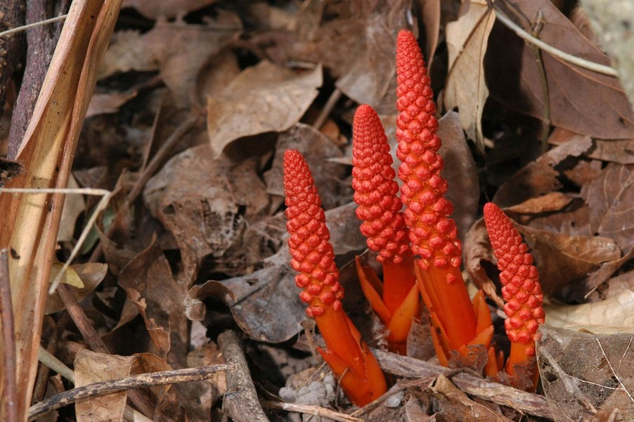 Trong Sách Đỏ Việt Nam (1996), cây dó đất hoa thưa được đánh giá là loài "Sẽ nguy cấp". Hiện nay, loài cây này có khu vực phân bố hẹp, bị chia cắt, lại bị khai thác quá độ.