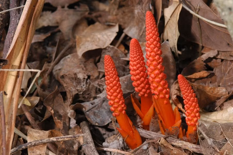 Trong Sách Đỏ Việt Nam (1996), cây dó đất hoa thưa được đánh giá là loài "Sẽ nguy cấp". Hiện nay, loài cây này có khu vực phân bố hẹp, bị chia cắt, lại bị khai thác quá độ.