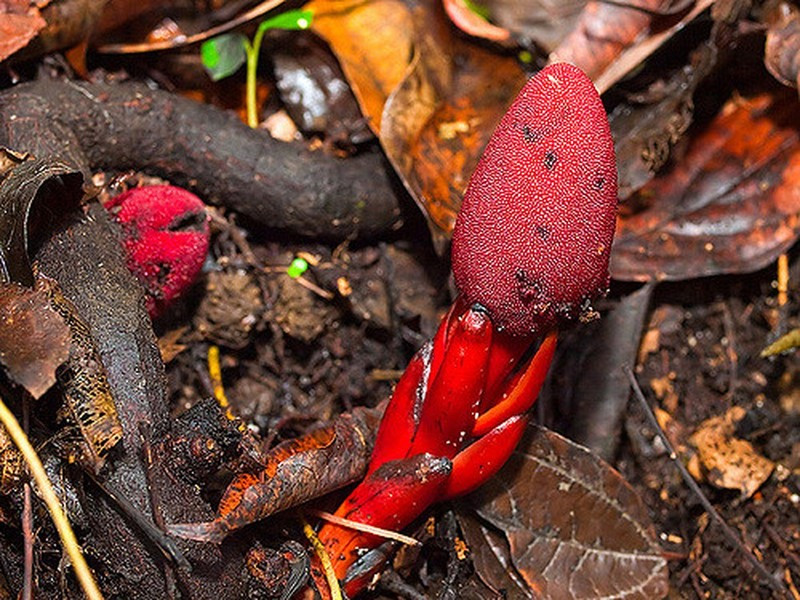 Dù có vẻ ngoài thường bị nhầm với nấm, đây là một loài thực vật có hoa thực sự. Chúng có đặc điểm sinh học tương tự nấm, khi không có diệp lục, mọc và sống ký sinh trên rễ những loài thực vật có hoa khác trong rừng sâu ẩm thấp.