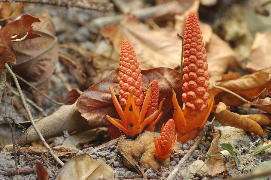 Khi loài thực vật quý hiếm này phát hoa và chỉ khi có hoa mới dễ phát hiện còn thời gian sinh trưởng của chúng nằm sâu dưới lớp thảm mục thực vật và ký sinh vào những rễ các loài thực vật khác bị chết.