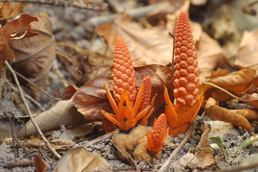 Khi loài thực vật quý hiếm này phát hoa và chỉ khi có hoa mới dễ phát hiện còn thời gian sinh trưởng của chúng nằm sâu dưới lớp thảm mục thực vật và ký sinh vào những rễ các loài thực vật khác bị chết.