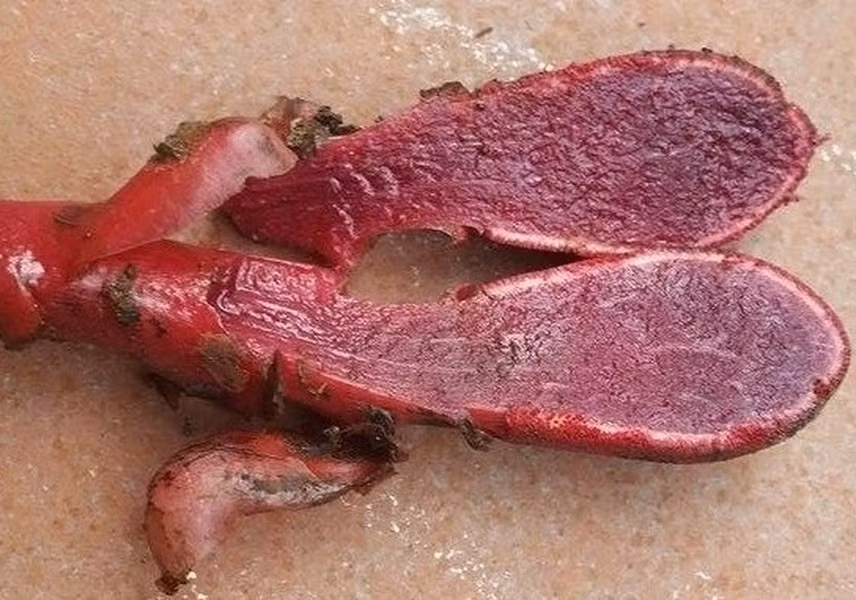 Củ hình trứng, đường kính 2 - 2,5cm, bề mặt sần sùi và có mụn hình sao nổi rõ. Thân khí sinh (là cuống cụm hoa) mang 5 - 10 lá dạng vảy ở phần gốc.