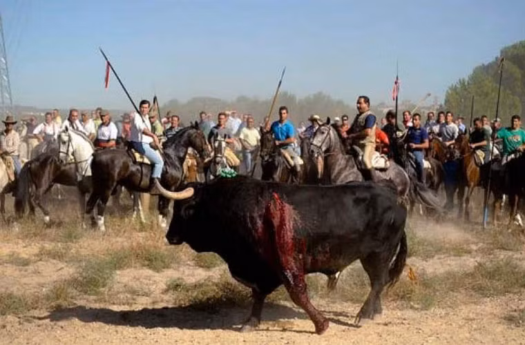 Người dân thị trấn sẽ cắt bộ phận sinh dục của con bò trước lúc nó trút hơi thở cuối cùng, trong tiếng hò reo của đám đông.