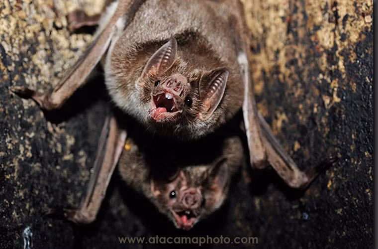 Ở loài dơi quỷ thông thường, giữa những con đực chúa tể với con đực “ngụ cư” có sự phân biệt đẳng cấp khắc nghiệt. Sự phân biệt này đỡ hơn ở loài dơi quỷ chân lông. Khi môi trường trở nên lạnh giá, những con đực thân phận thấp kém đó được phép trở thành “công dân chính thức”.