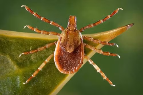 Ve là loài côn trùng nhỏ bé, thuộc lớp động vật hình nhện - sống bám vào động vật khác để hút máu. Nhiều chứng bệnh có thể lây truyền từ người này sang người khác từ ve.