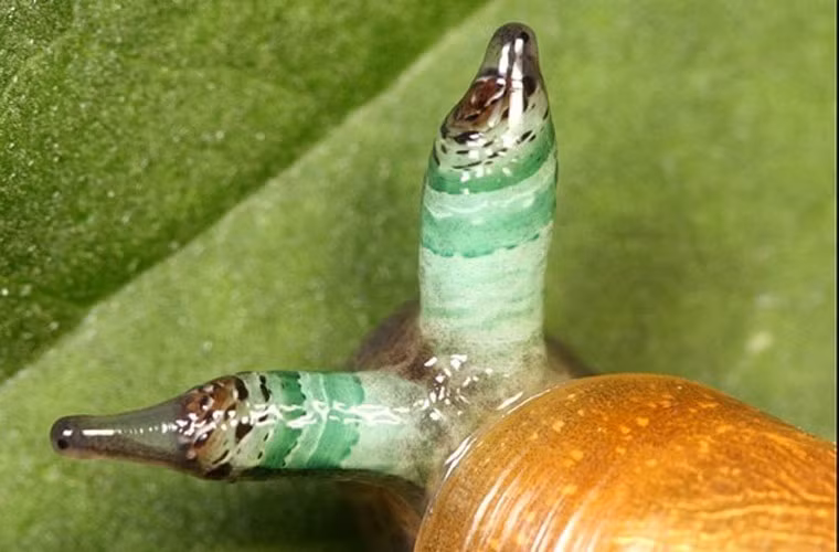  Loài sán "dắt mũi" cả kiến, ốc và bò. Một loài sán lá gan ký sinh trong gan động vật có vú ăn cỏ như bò, trâu. Trứng của chúng đi vào phân vật chủ và ra ngoài, những con ốc sên ăn phải. Trong cơ thể ốc sên, trứng sán nở ra. Cơ thể ốc tự động tiết ra chất nhầy để bảo vệ các nang sán. Lũ kiến bị thu hút và ăn những khối chất nhầy chứa đầy ấu trùng sán. Ấu trùng lên não kiến, điều khiển kiến bò lên và ngồi im trên đỉnh các ngọn cỏ. Bò ăn cỏ và sán lại tiếp tục vòng đời của chúng.