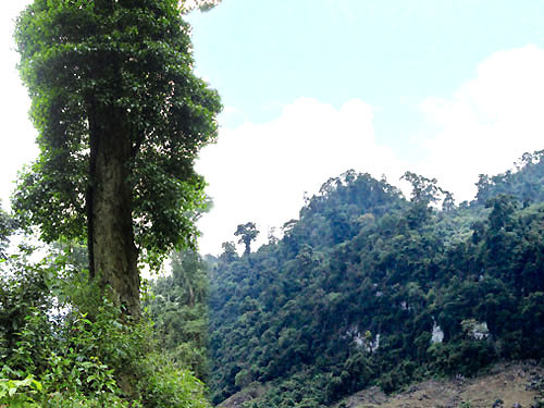 Ngoài cây nghiến nghìn tuổi này nằm trong quần thể 231 cây gỗ nghiến, gỗ trai tại thôn Cốc Sâm, xã Cốc Ly. Theo kết quả điều tra năm 2013, diện tích rừng có cây gỗ nghiến, gỗ trai trên địa bàn xã Cốc Ly là hơn 400 ha.