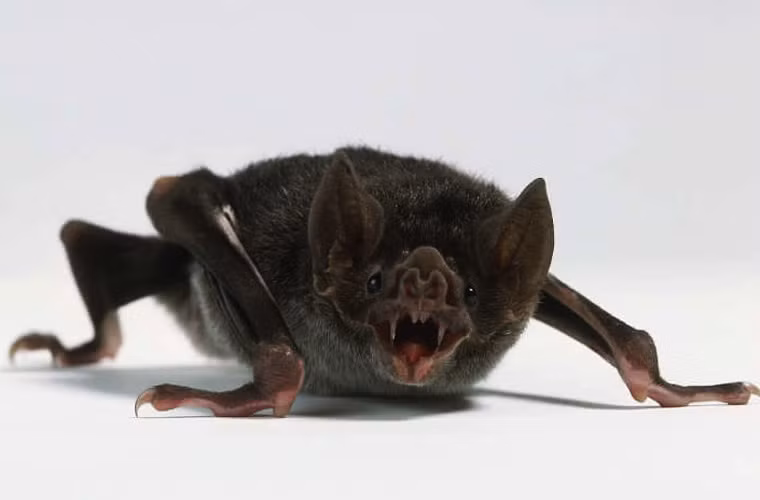 Khoảng 0,5% cá thể dơi quỷ mang mầm bệnh dại. Tuy nhiên nguy cơ lây bệnh cho người không cao vì dơi nhiễm dại thường chậm chạp, vụng về, mất khả năng bay nên khó mà tấn công lây bệnh cho người.