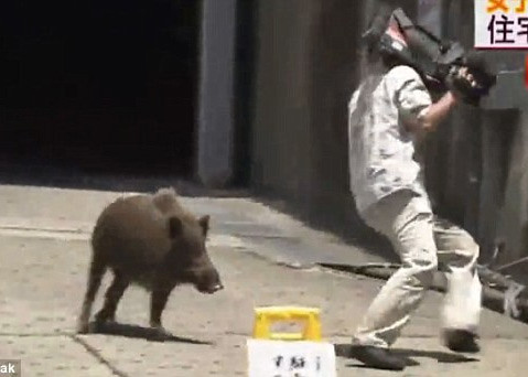 Hình ảnh lợn rừng đuổi người quay phim ngay trên đường phố Nhật Bản.