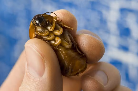 7. Bảo tàng gián, Texas, Mỹ: Micheal Bordan, một chuyên gia kiểm dịch, đã mở bảo tàng lạ lùng này, trong đó có hàng ngàn con gián được ăn mặc trang phục giống các ngôi sao hay các nhân vật lịch sử nổi tiếng. Bạn cũng có thể cầm một con gián lên. Tất nhiên việc này không hợp vệ sinh, nhưng sự thú vị của bảo tàng vẫn khiến du khách đổ về đây.