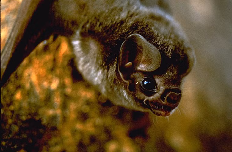 Máu hút được sau khi chảy vào dạ dày dơi sẽ được hấp thụ nhanh chóng phần dinh dưỡng, còn nước thải được chuyển ngay tới cơ quan bài tiết để thải ra ngoài. Chỉ 2 phút sau khi ăn là dơi quỷ đã bắt đầu “tiểu tiện”.