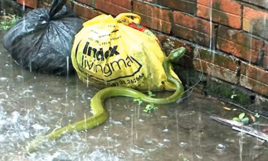 Vì sao rắn lục xuất hiện ồ ạt ở nhiều nơi? Theo các nhà khoa học, ngoài việc biến đổi khí hậu, một nguyên nhân quan trọng là các loài thiên địch của rắn như cầy, cáo, mèo rừng... đã dần biến mất do trở thành "mồi nhậu".