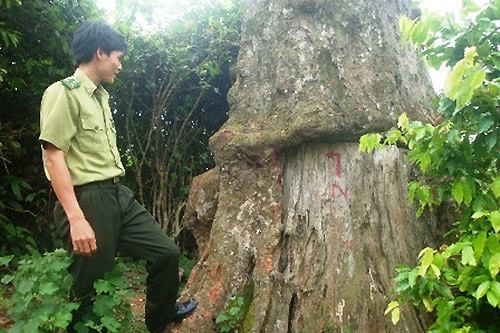 Gỗ nghiến là một loại gỗ quý, vì vậy đây là một trong những loài cây bị lâm tặc săn lùng, tàn sát.