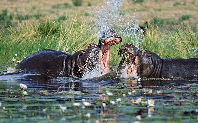 Botswana: Đất nước này có đa dạng địa lý, từ sa mạc Kalahari Desert đến vùng đồng bằng châu thổ và vùng thủy nội địa khổng lồ.