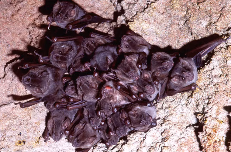 Sống theo bầy, dơi quỷ thường trú ngụ ở những nơi tối tăm như hang hốc, giếng cũ, thân cây rỗng… Loài sinh vật này sống chủ yếu ở Trung và Nam Mỹ.