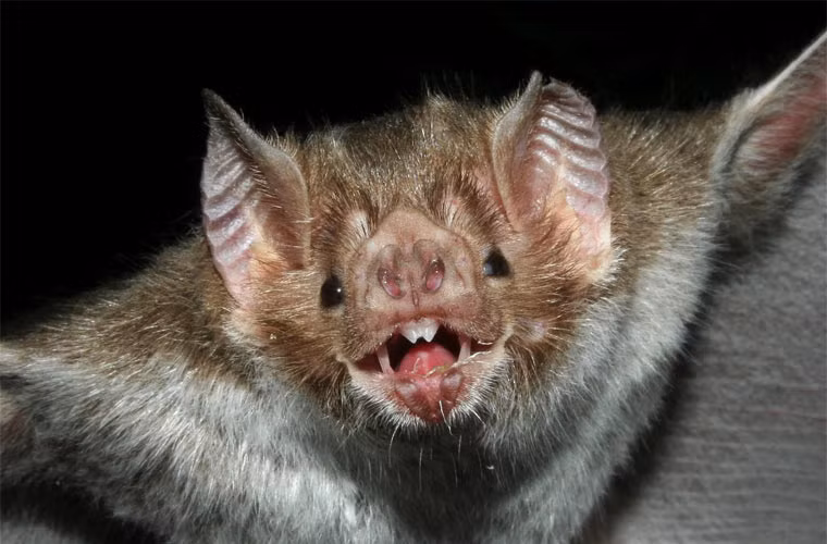 Do chứa chất chống đông máu, nước bọt dơi quỷ có công dụng trong y tế. Các nhà khoa học đã thí nghiệm một loại thuốc điều chế dựa trên tính chất chống đông máu trong nước bọt dơi quỷ. Kết quả là thuốc giúp tăng lượng máu lưu thông cho bệnh nhân đột quỵ.