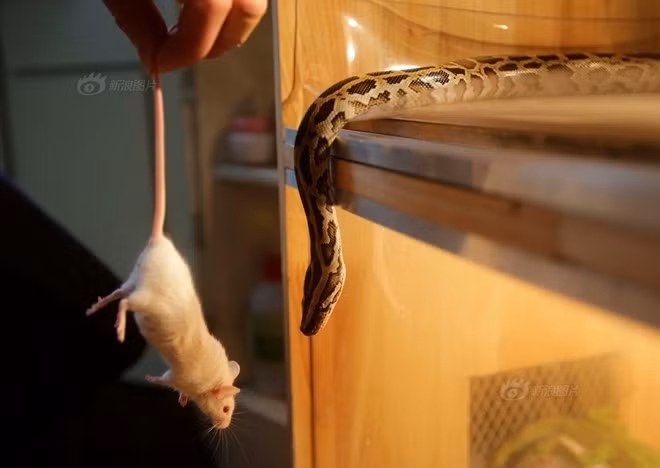 Chuột - thức ăn ưa thích của loài rắn.