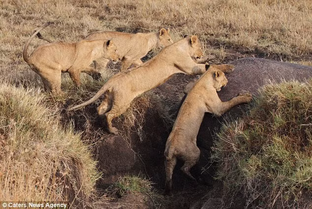 4 con sư tử nhảy chồm lên lưng hà mã khi ép nó rơi xuống một cái hố khổng lồ.