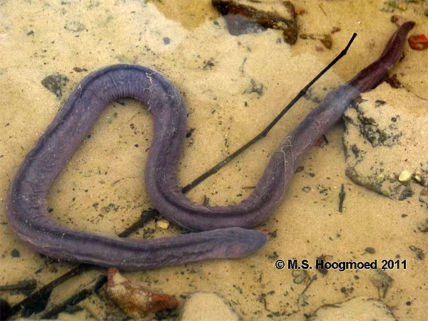 Nó được tìm thấy dưới lòng hồ thủy điện trên dòng sông Madeira ở Rondonia, Brazil.