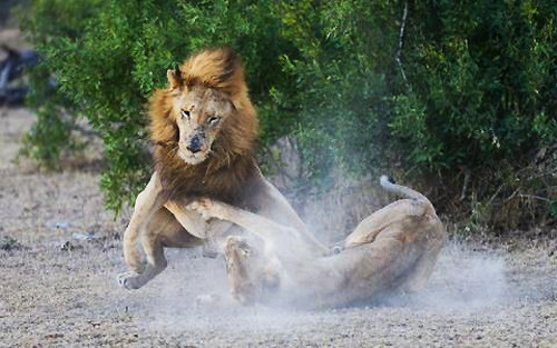 ư tử cái đã dùng những chiêu lợi hại khiến cho sư tử đực phải hoảng sợ và bỏ chạy.