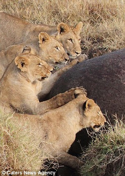 Đàn sư tử bắt đầu vồ, nhảy lên lưng, cắn xé hà mã khổng lồ.