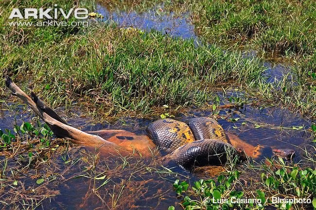 Rắn anacoda giết cả những con thú lớn.