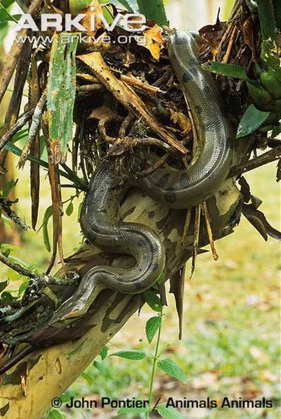 Trong số bốn loại rắn khổng lồ nói trên, loại màu xanh có kích thước lớn nhất, con trưởng thành có thể dài tới 9 m và nặng 550 kg. Kích thước ngoại cỡ của chúng chỉ có thể thua kém một chút so với người "anh em" trong các loài bò sát, đó là giống trăn gấm châu Á. Loại trăn này có chiều dài lớn nhất trong các sinh vật họ rắn, con trưởng thành có thể lên tới gần 10 m.