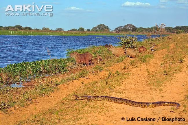 Trăn khổng lồ ngụy trang rất tốt trong các đầm nước nên chúng dùng những vùng này làm nơi trú ngụ. Chúng giấu mình dưới nước và săn mồi bằng cách quấn chặt thân quanh con mồi, xiết chặt khiến nạn nhân chết vì ngạt thở, vỡ nội tạng hoặc chảy máu bên trong. Sau khi con mồi chết, trăn khổng lồ sẽ nuốt toàn bộ nạn nhân vào trong bụng.