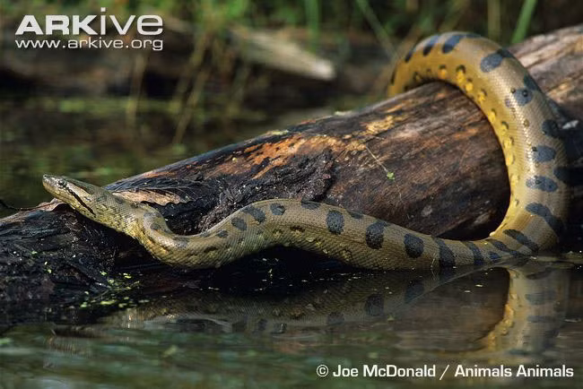 Thêm một điều nữa rằng các tấm ảnh không phải vừa được chụp mà đã có từ thời thế chiến thứ hai. "Các nhà nghiên cứu Nhật Bản" thực tế là các quân nhân và dấu hiệu quân đội trên trang phục của họ đã được McBribe cố ý tẩy bỏ. Con rắn khổng lồ trong bức ảnh cũng không phải "đồ thật" mà chỉ là một chú trăn châu Á được chỉnh sửa.