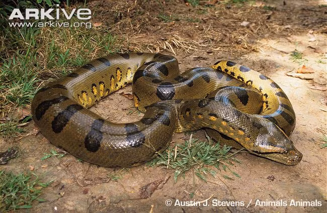 Rắn anaconda (tên địa phương: sucuri) là một chi rắn khổng lồ sống ở lưu vực sông Amazon, Nam Mỹ. Nó thích sống dưới nước, hoặc ẩn náu trong các đầm lầy, các con sông và các cánh rừng rậm của khu vực Nam Mỹ. Chúng gồm các loài màu xanh, màu vàng, đốm trắng đen và rắn khổng lồ Bolivia.