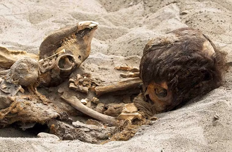 Phần xương của lạc đà nằm cạnh xương của những đứa trẻ. Trong nhiều nền văn hóa Andean cổ đại, lạc đà là phương tiện để đưa linh hồn người chết sang thế giới bên kia. Vì vậy, các nhà khảo cổ không ngạc nhiên khi họ phát hiện xương lạc đà. Tuy nhiên, điều khiến họ quan tâm là lý do số lạc đà lại nhiều gần gấp đôi so với số người.