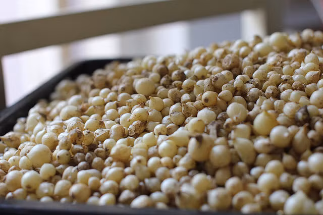 Đặc biệt, củ nén (còn gọi là hành tăm) được sử dụng nhiều nhất vì được cho là có tác dụng xua đuổi rắn.