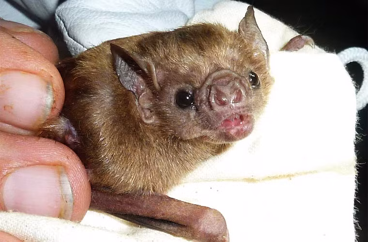 Dơi quỷ được cho là loài dơi duy nhất có tập tính nhận nuôi con mồ côi của dơi cái khác. Loài này có quan hệ gia đình tương đối bền chặt giữa các cá thể trong bầy. Chúng cũng sẵn sàng chia sẻ một phần máu mình hút được cho đồng loại bị đói.