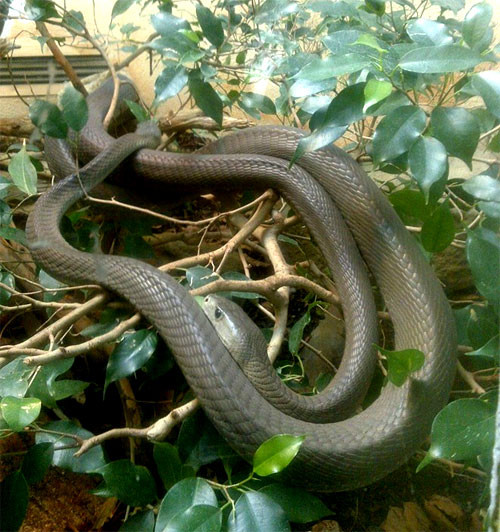 Phân bố ở khu vực phía nam và đông của châu Phi, chúng thường ẩn náu trong các hang hoặc hốc cây, thích không gian mở, thấp.