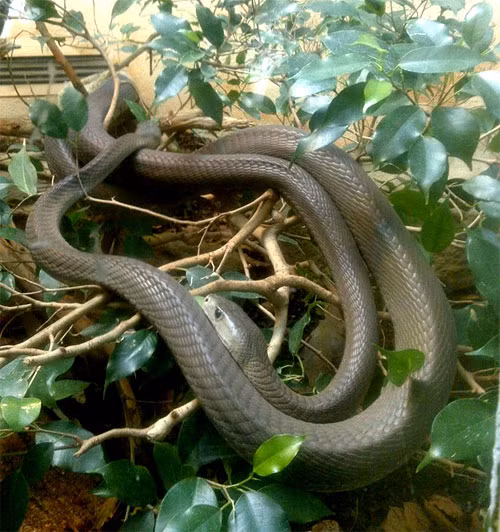 Phân bố ở khu vực phía nam và đông của châu Phi, chúng thường ẩn náu trong các hang hoặc hốc cây, thích không gian mở, thấp.